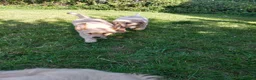 Golden Retriever dogs for sale: 9 stunning golden retriever puppies  - Advert 1