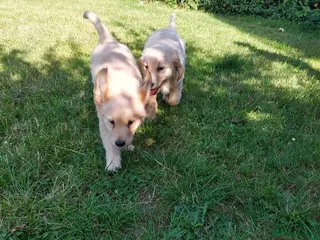 Golden Retriever dogs 9 stunning golden retriever puppies - Advert 1