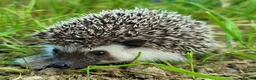 Pygmy Hedgehog rodents for sale: African Pygmy Hedgehog Hoglets - Advert 6
