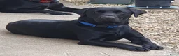 Labrador Retriever dogs for stud: Labrador KC registered for stud 2 years old Black - Advert 5