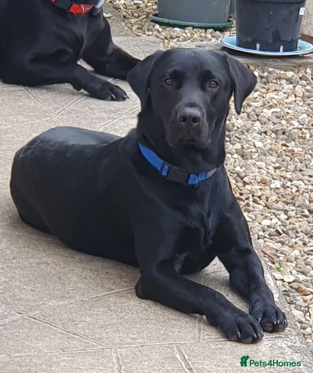Labrador Retriever dogs for stud: Labrador KC registered for stud 2 years old Black - Advert 5