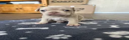 Mixed Breed dogs for sale: Boxer cross frenchie pups. - Advert 9