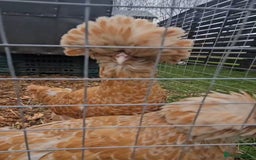 Chickens poultry for sale: Selection of Hens for sale  - Image 1