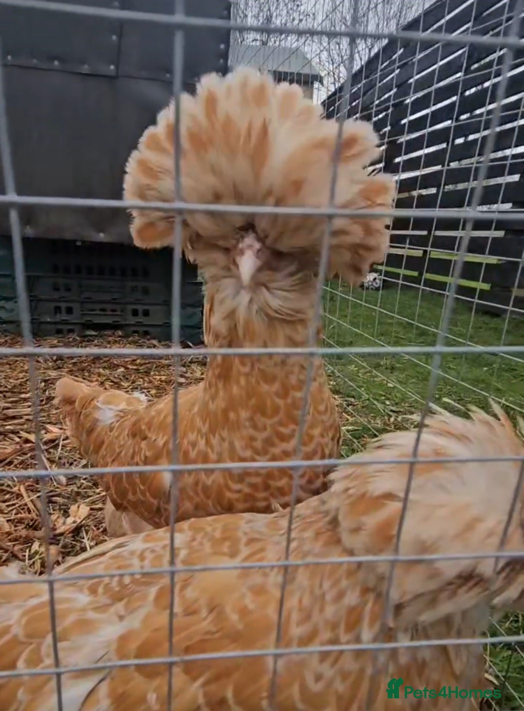 Chickens poultry for sale: Selection of Hens for sale  - Image 1