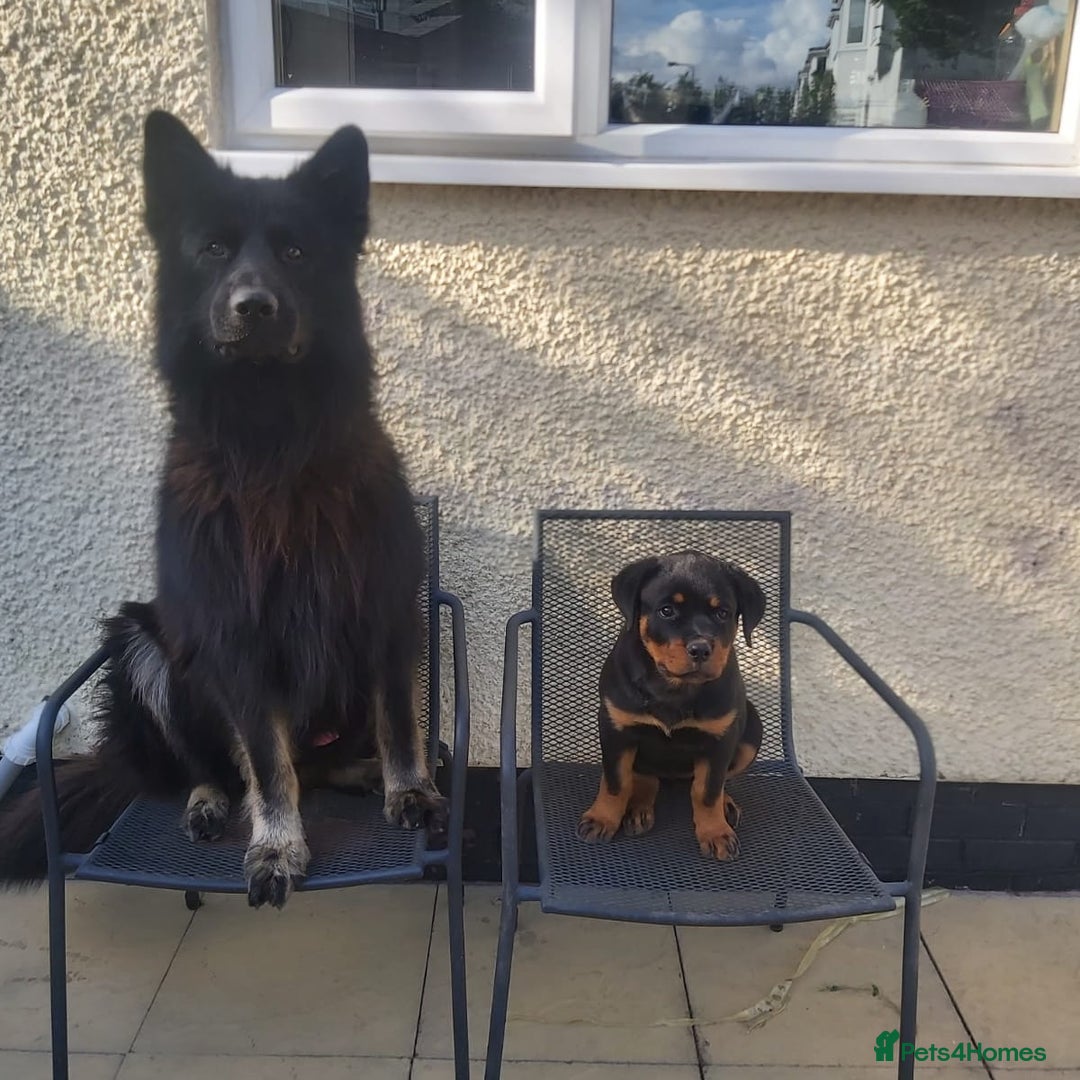 German Shepherd dogs for stud: Zeus  in Wolverhampton - Image 9