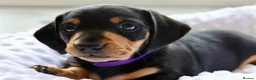 Miniature Dachshund dogs for sale: Miniature Black & Tan Dachshund 2 boys 1 girl - Advert 8