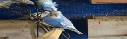 Budgerigars birds for sale: 4 young boy budgies searching for their new homes  - Advert 4