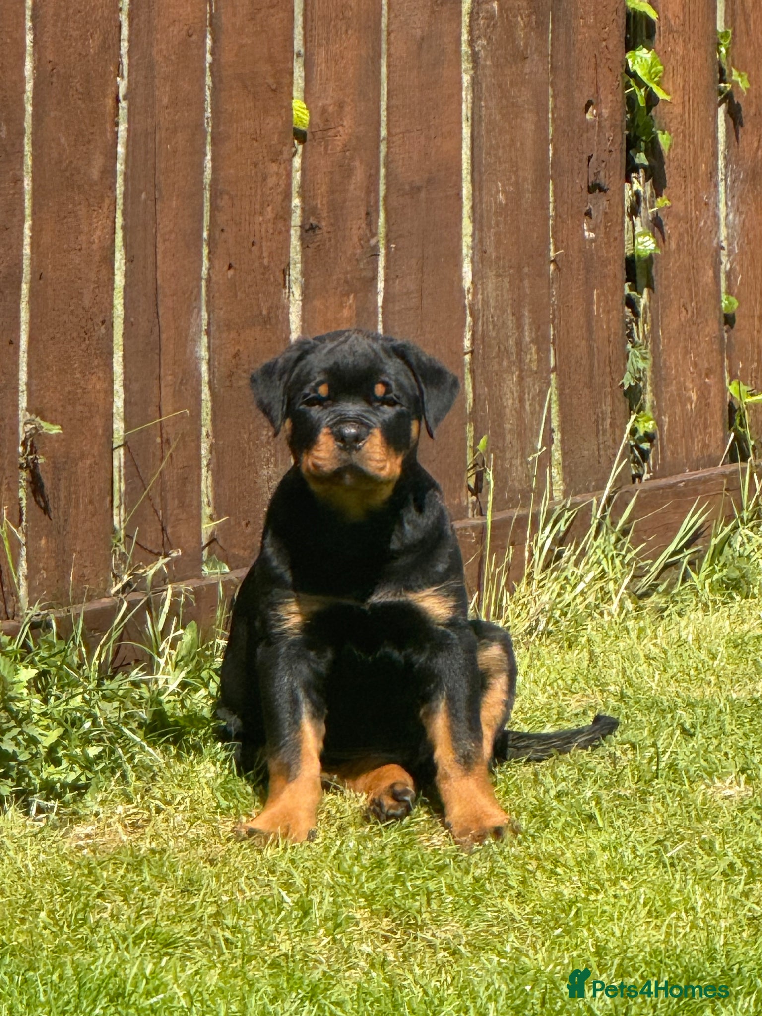 Rottweiler dogs Rottweiler pups - Advert 3