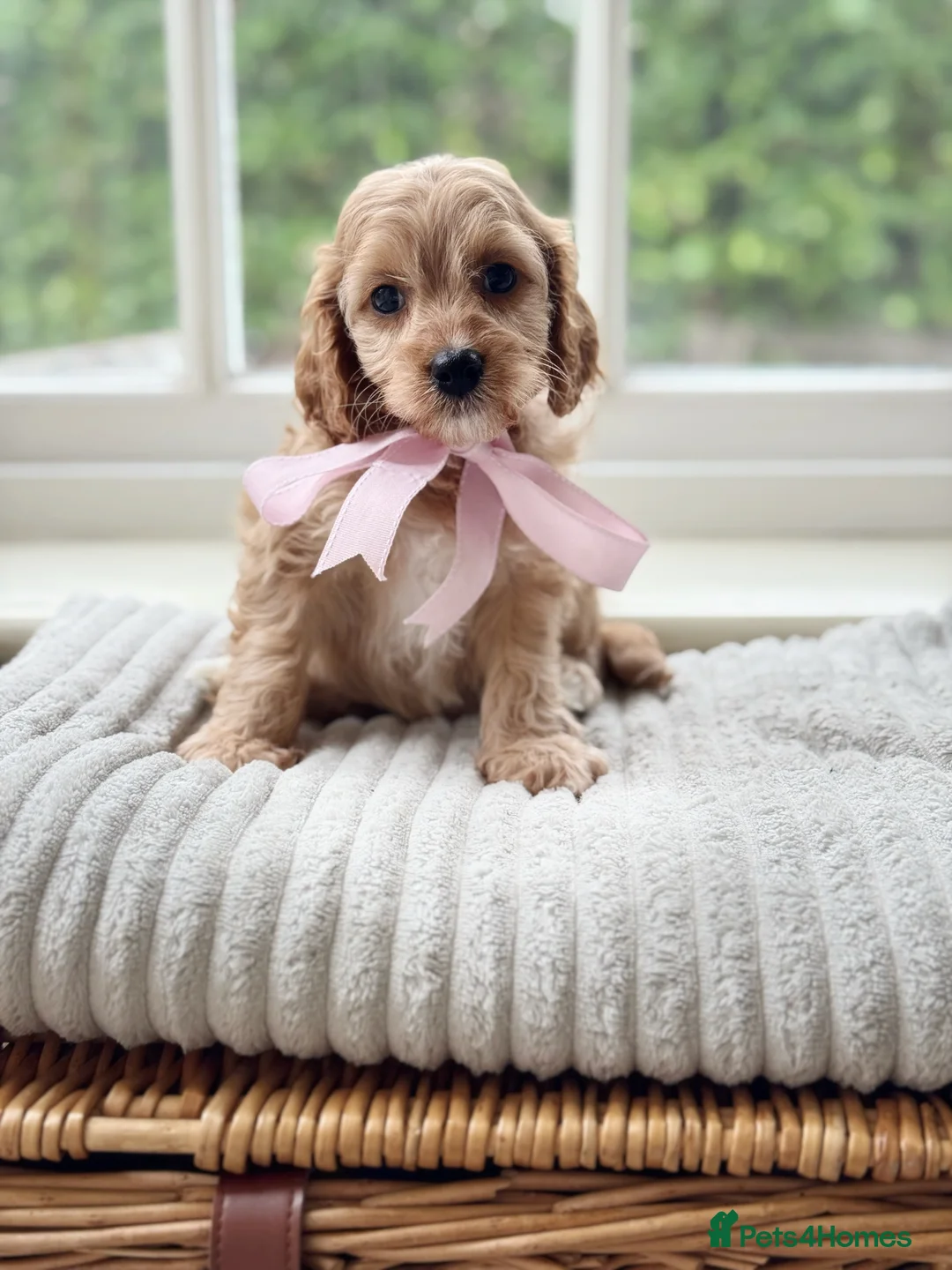 Cavapoo dogs for sale: Stunning F2 cavapoo health tested - Advert 11