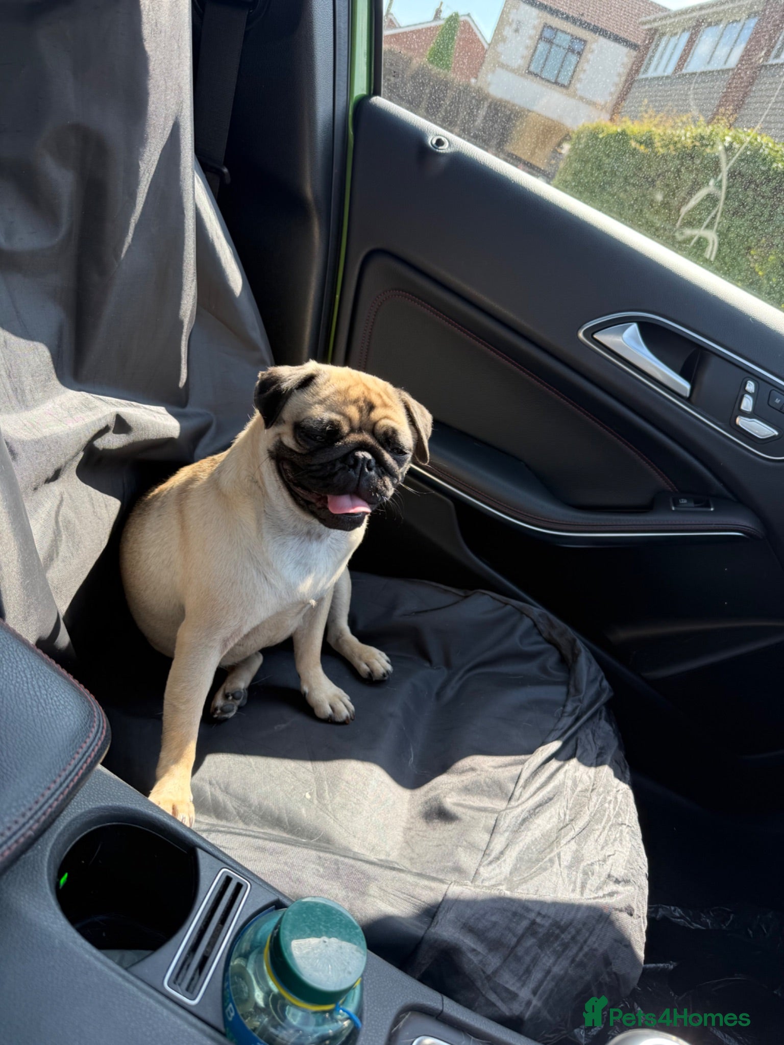 Pug dogs Pearl  - Advert 1