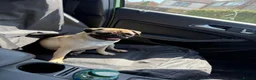 Pug dogs for sale: Pearl  - Advert 1
