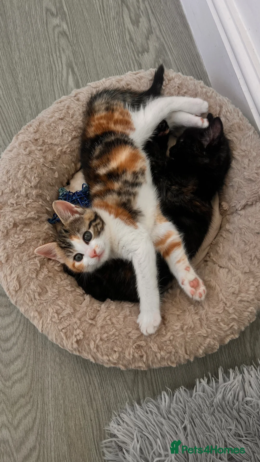 British Shorthair cats for sale:  female kitten  - Advert 1