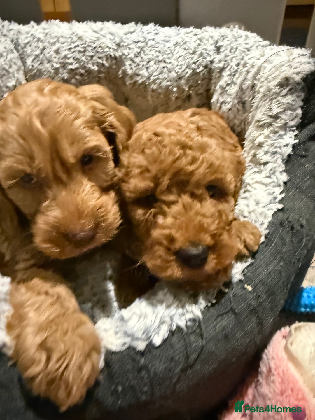 Cockapoo dogs for sale: MINI F1b COCKAPOO Puppies - Advert 25