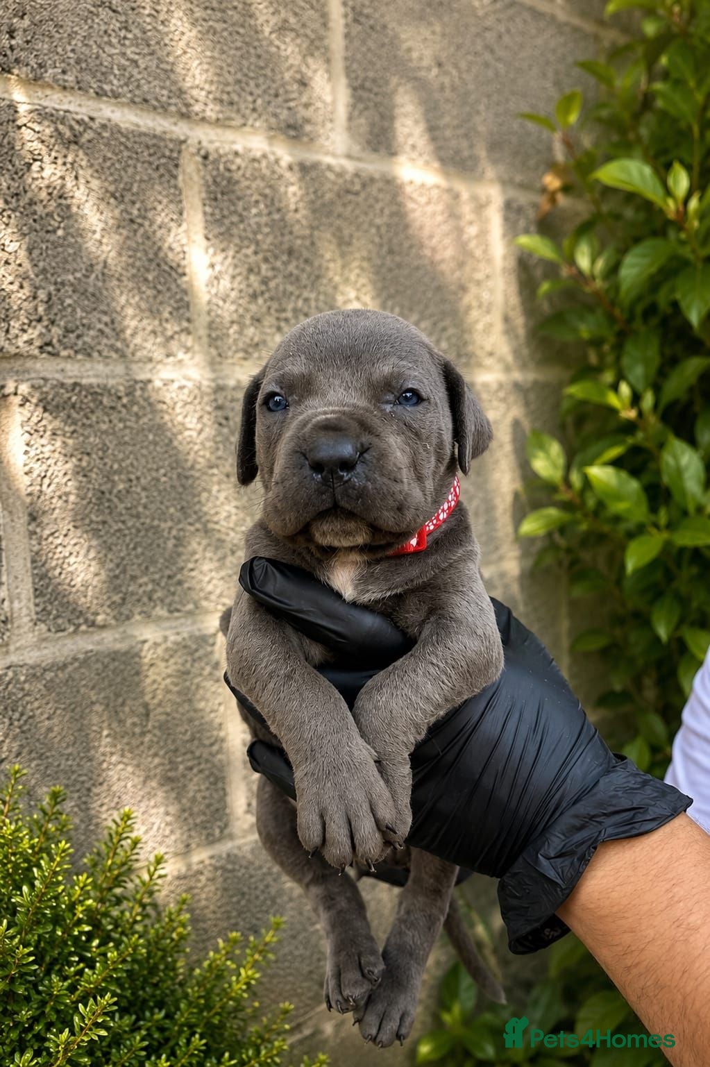 Cane Corso dogs Pure Cane Corso Puppies - 5⭐ Homes Only - Advert 8