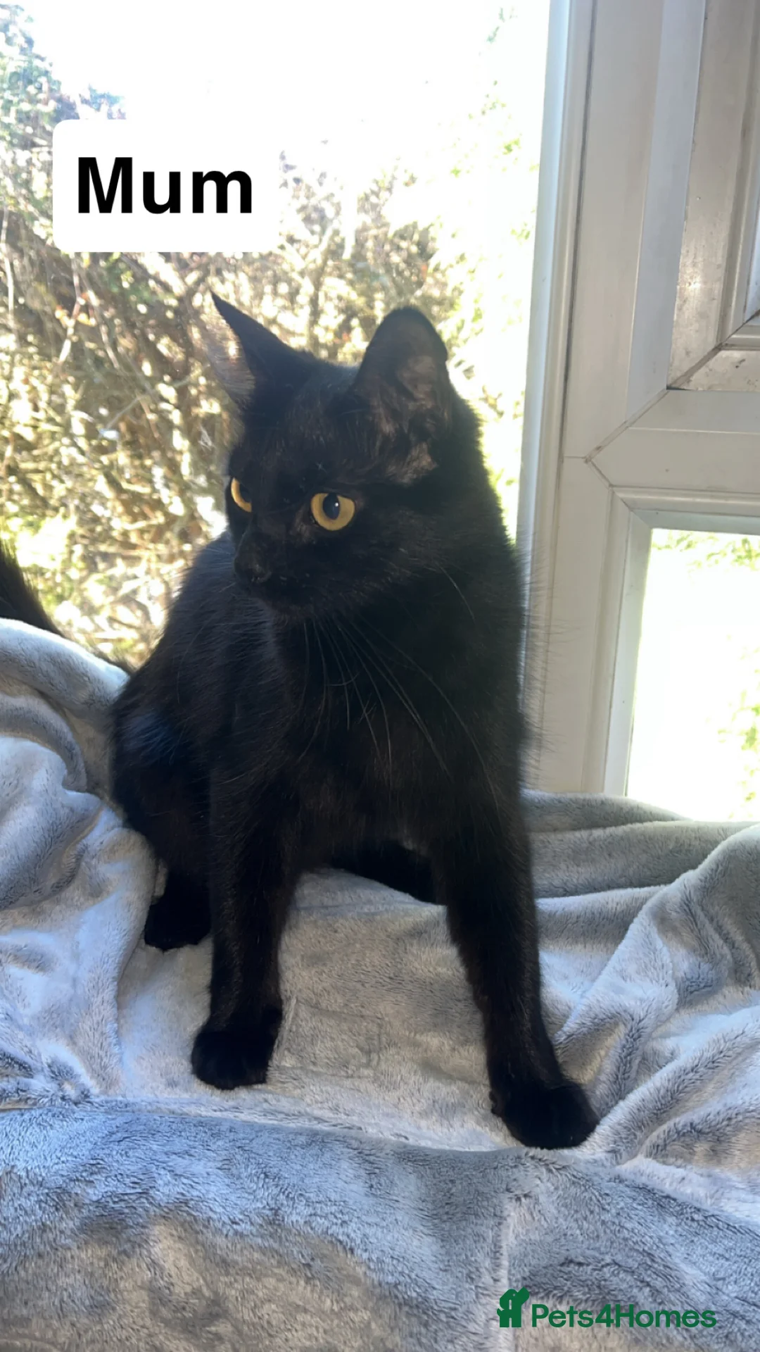 Mixed Breed cats for sale: Kittens🐾 in Brighton - Advert 2