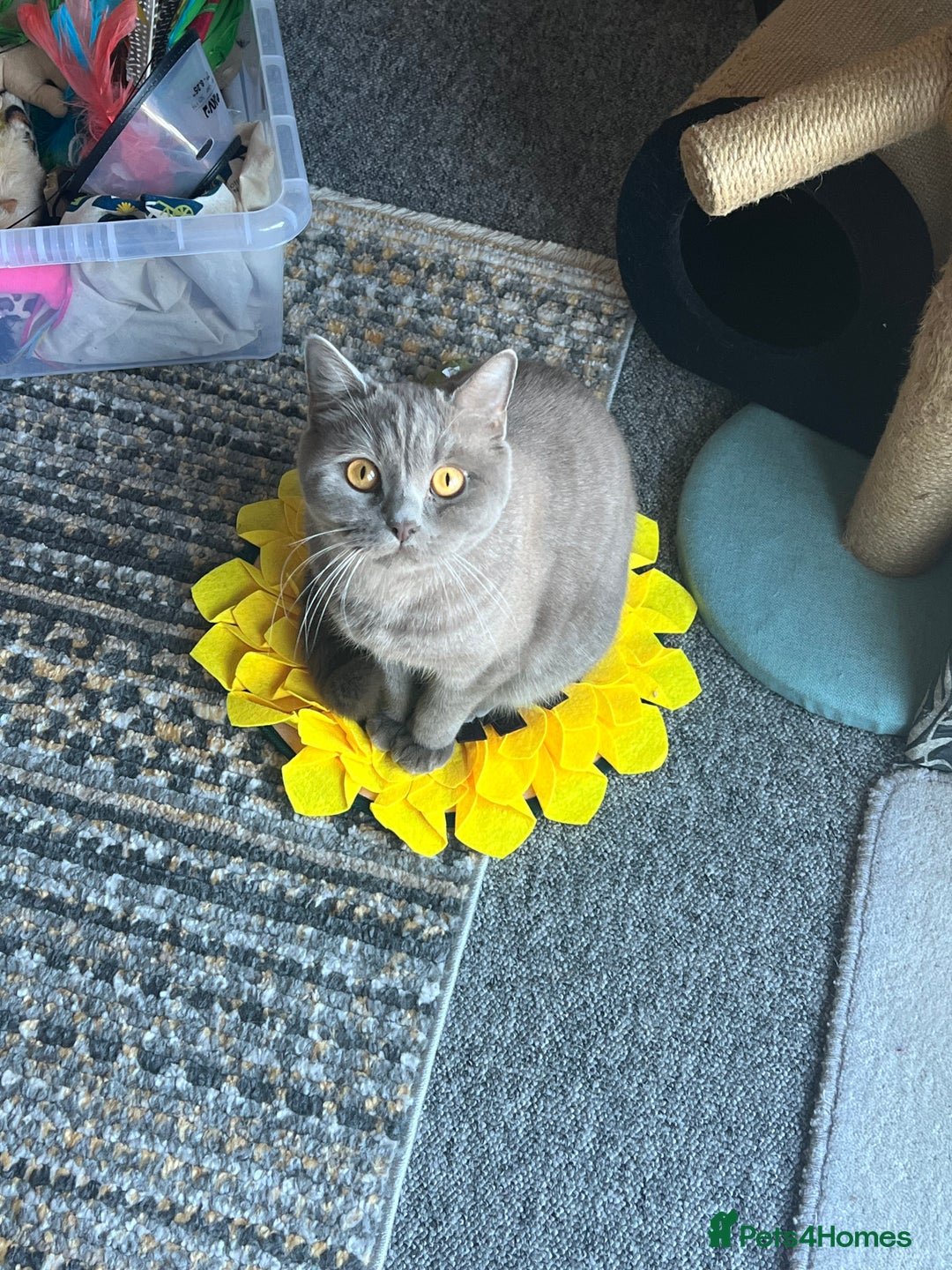 British Shorthair cats for sale: Adult British Shorthair for Sale - Image 5