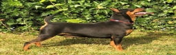 Miniature Pinscher dogs for stud: *STUD* Red Show Standard Miniature Pinscher  in Kettering - Advert 4