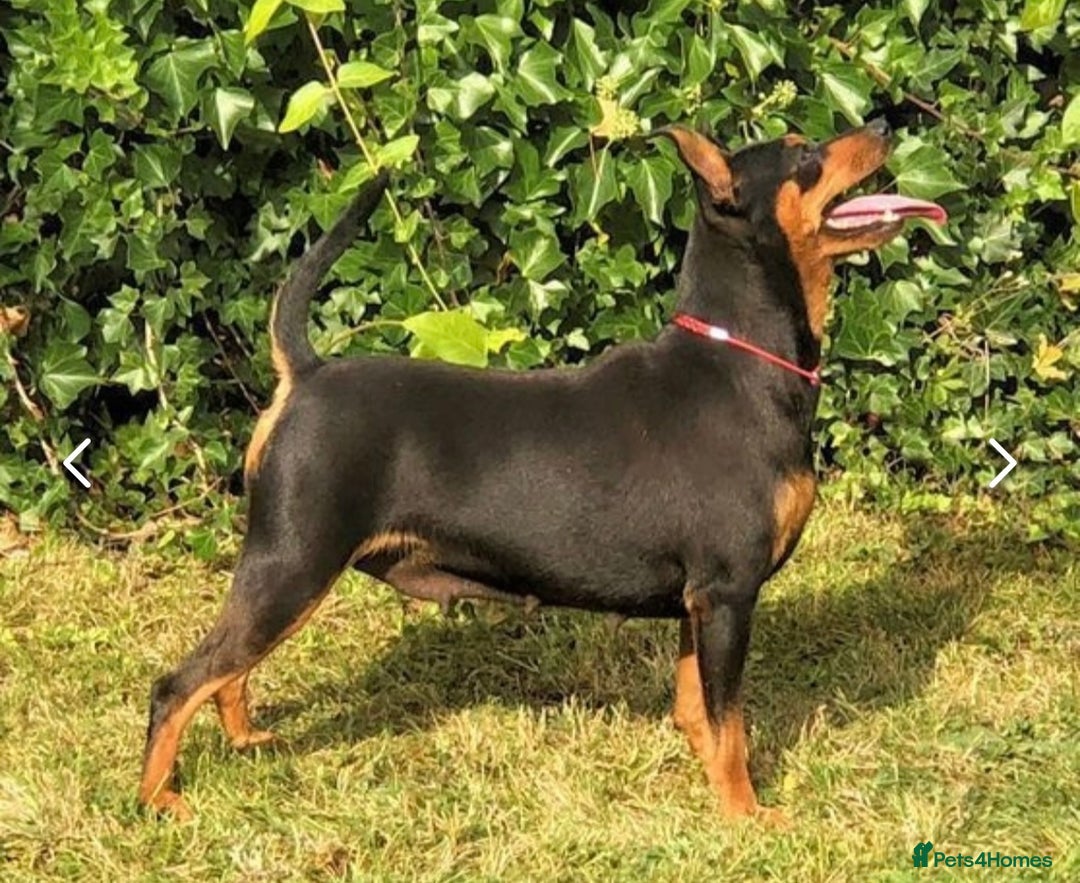 Miniature Pinscher dogs for stud: *STUD* Red Show Standard Miniature Pinscher  in Kettering - Advert 4
