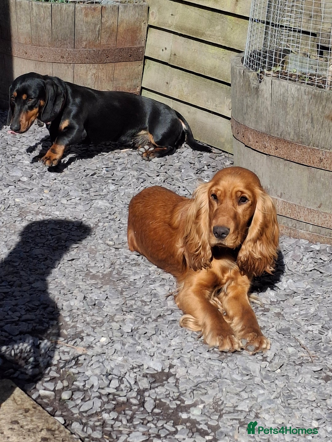 Cocker Spaniel dogs for sale: Beautiful friendly 18mnth old Cocker Spaniel girl - Advert 3