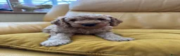 Cockapoo dogs for sale: Cockapoo (F1b) - Advert 12