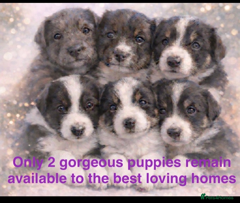 Border Collie dogs 6 gorgeous high quality Border Collie Puppies  - Advert 17