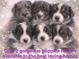Border Collie dogs 6 gorgeous high quality Border Collie Puppies - Advert 17