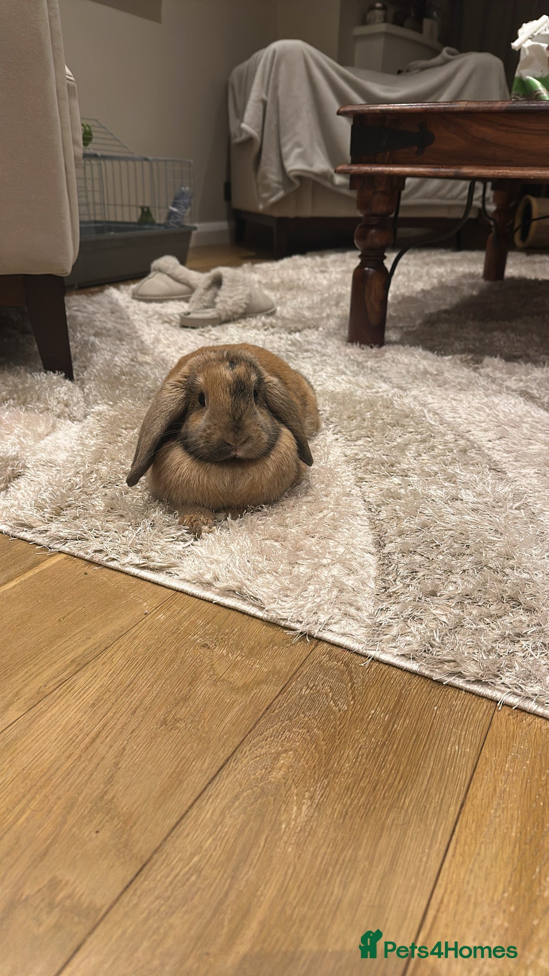 Mini Lop rabbits for sale: Male Mini Lop For Sale - Advert 7
