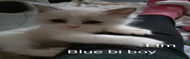 Ragdoll Kitten 4