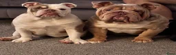 English Bulldog dogs for sale: 🐾 Bruno & Betty  - Advert 1