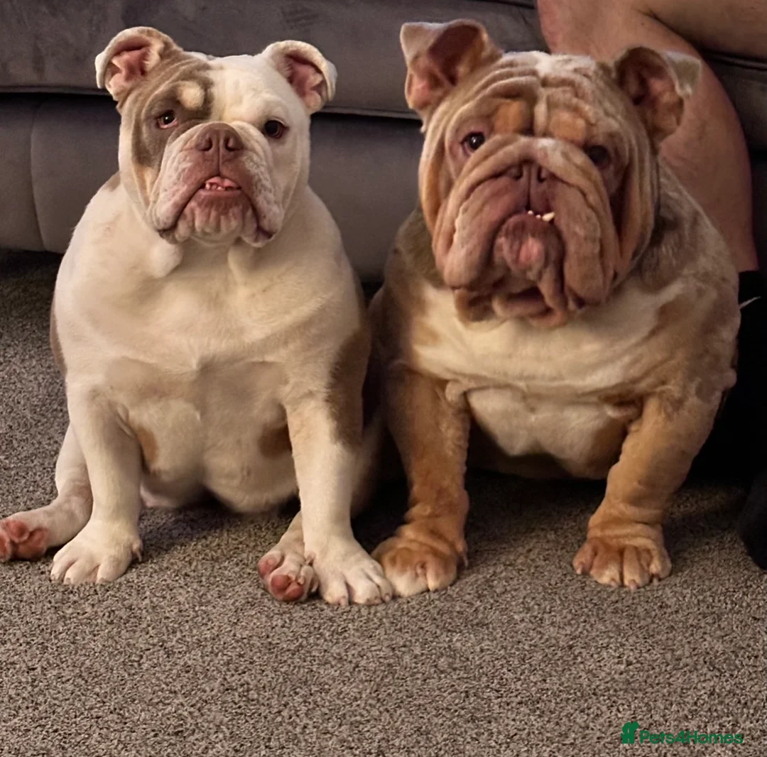 English Bulldog dogs for sale: 🐾 Bruno & Betty  - Advert 1