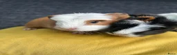 Guinea Pig rodents for sale: Baby guinea pigs  - Advert 2