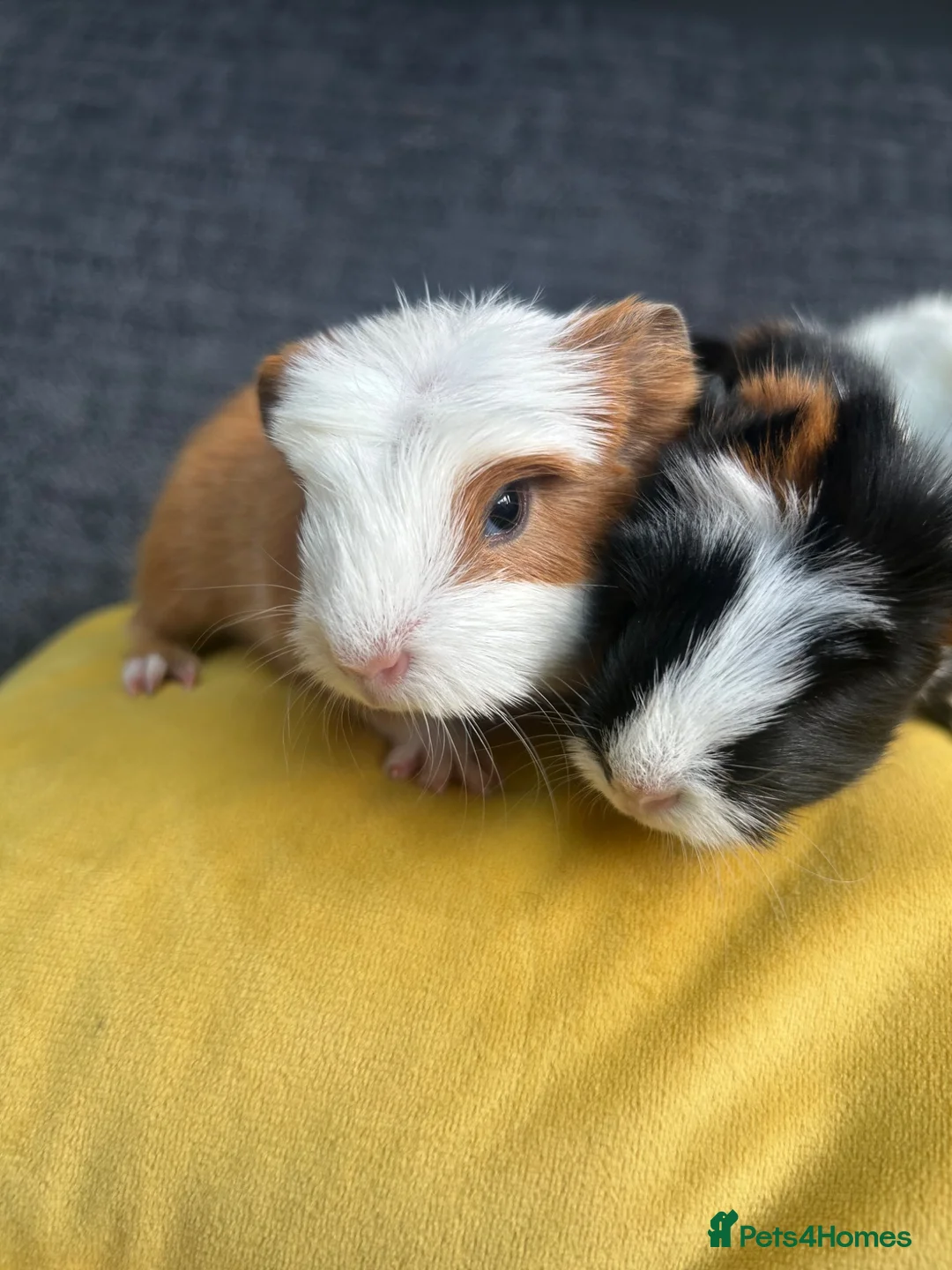 Guinea Pig rodents for sale: Baby guinea pigs  - Advert 2