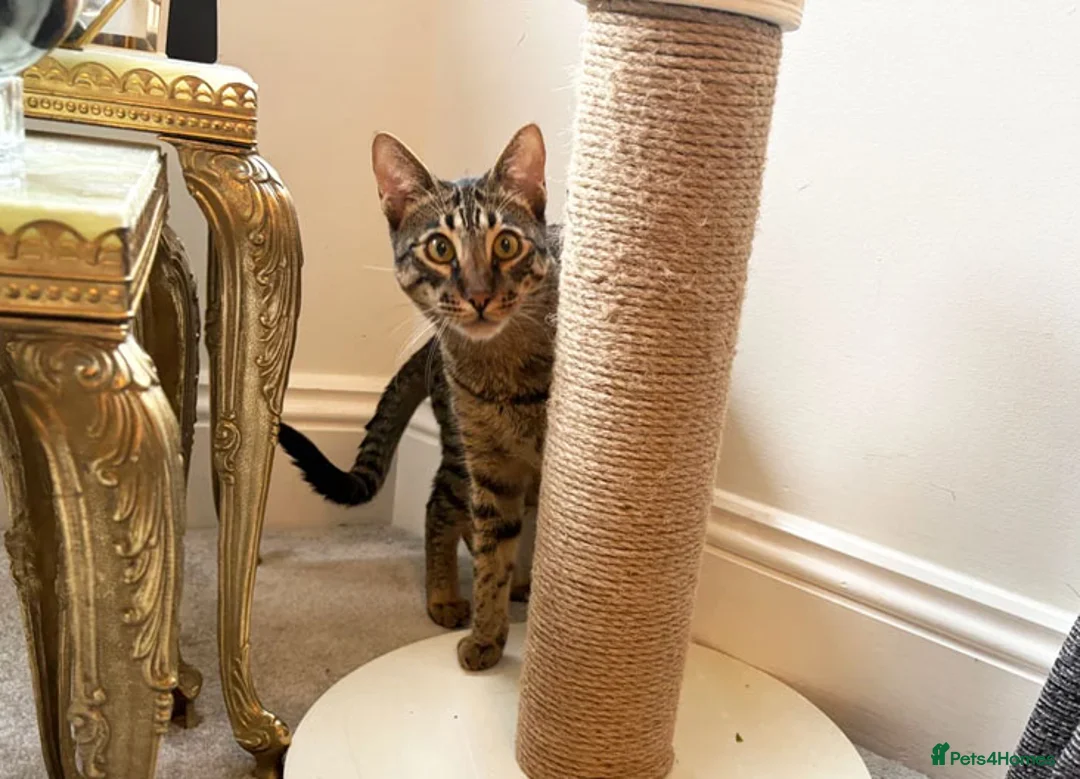 Savannah cats for sale: F6 SBT Savannah boy Koffee - Advert 11