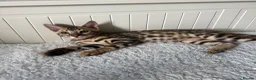 Bengal cats for sale: 🐆Adorable bengal kitten 🐆 - Advert 6
