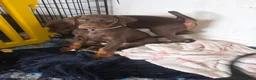 Dobermann dogs for sale: Ready to leave, 8 week old Pedigree Doberman Pup - Advert 18