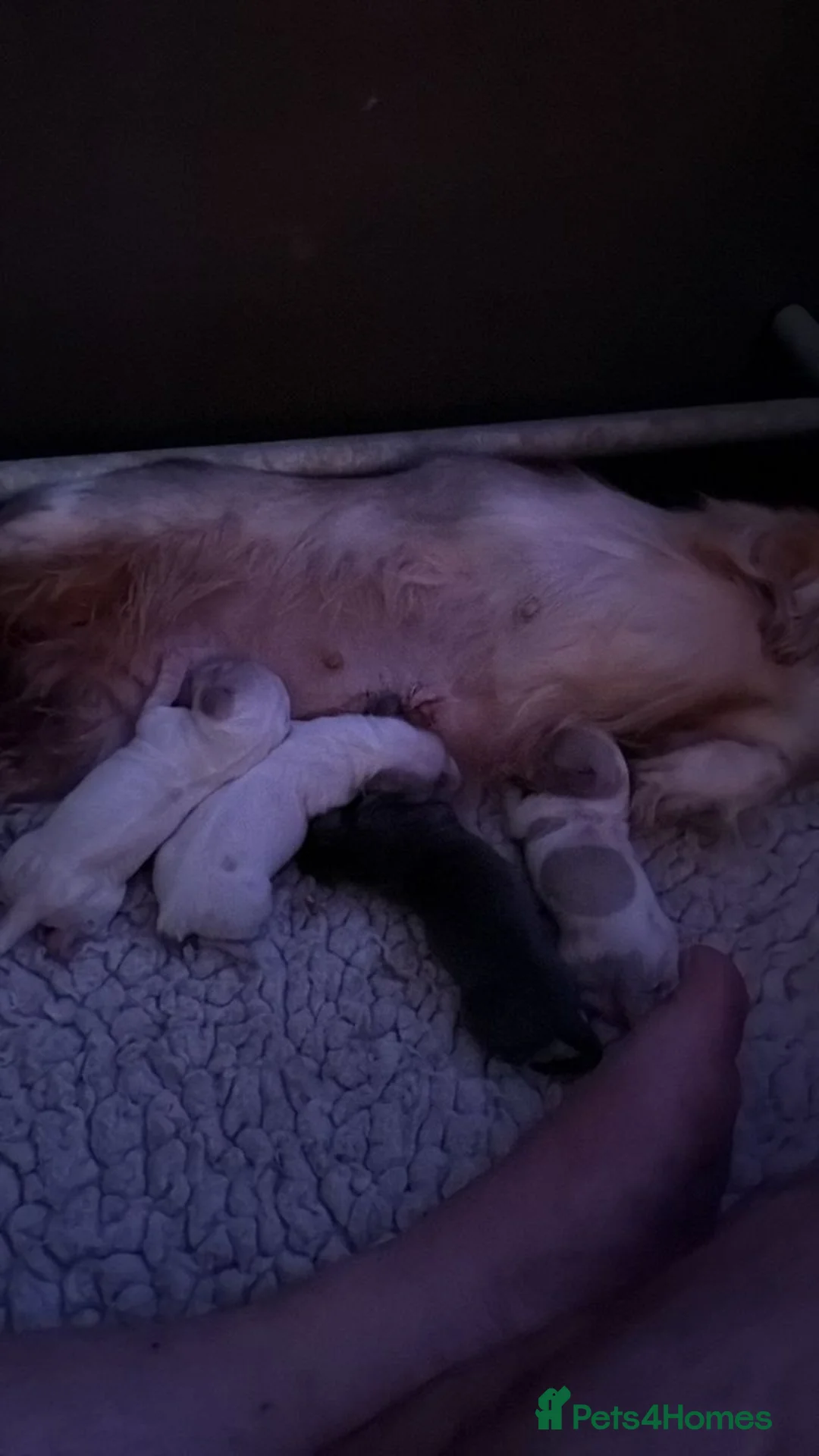 Miniature Dachshund dogs for sale: Stunning Rare Colour Dachshund Puppies in Reading - Advert 1