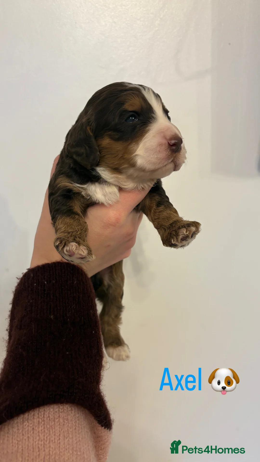 Cockapoo dogs for sale: 🐶🐾Cockapoo puppies🐶🐾 - Advert 5