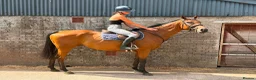 English Thoroughbred horses for sale: Ryder - The coolest boy in camp ❤️ - Advert 5