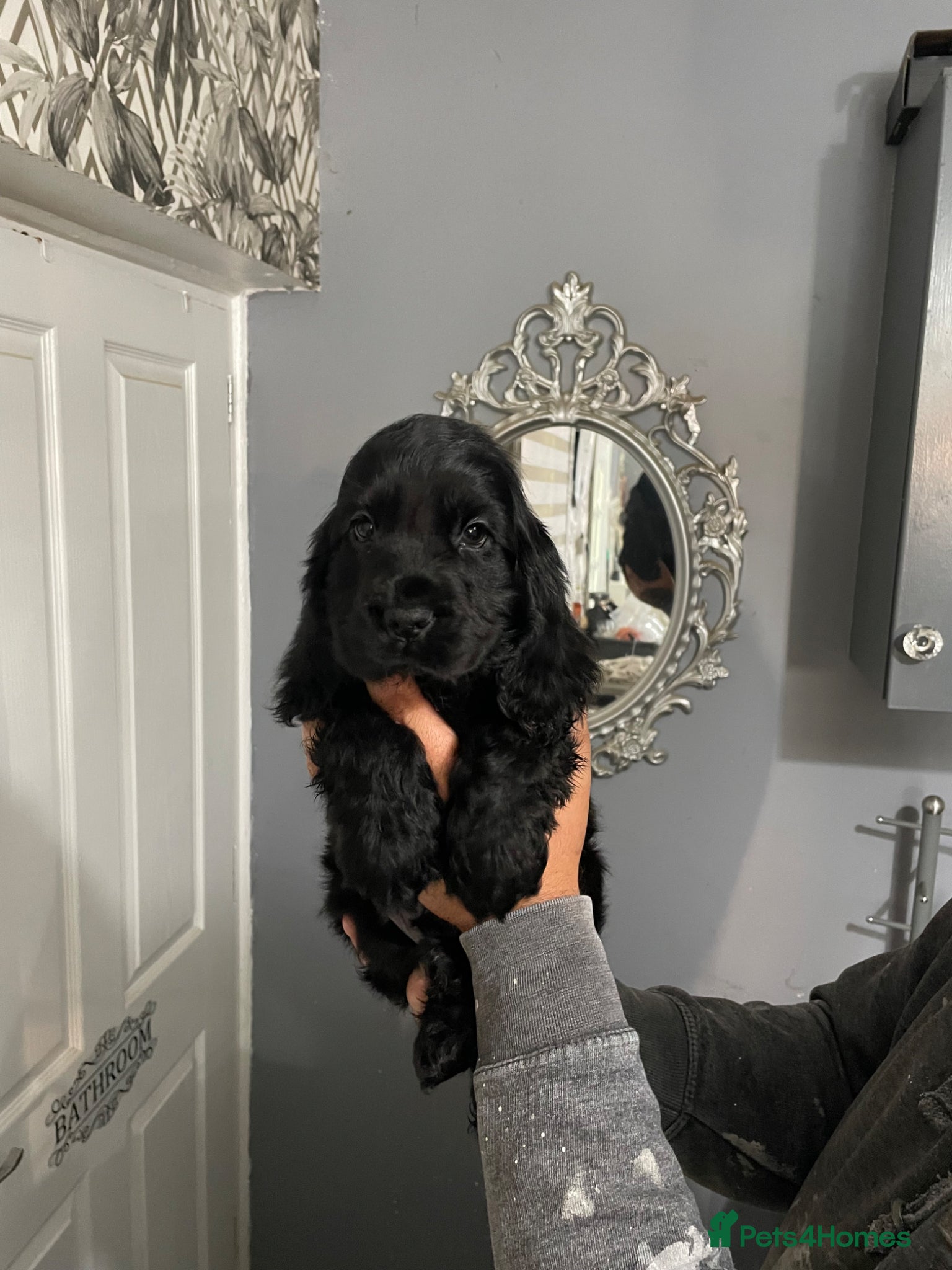 Cocker Spaniel dogs for sale: Stunning show cocker spaniel puppy’s  - Advert 1