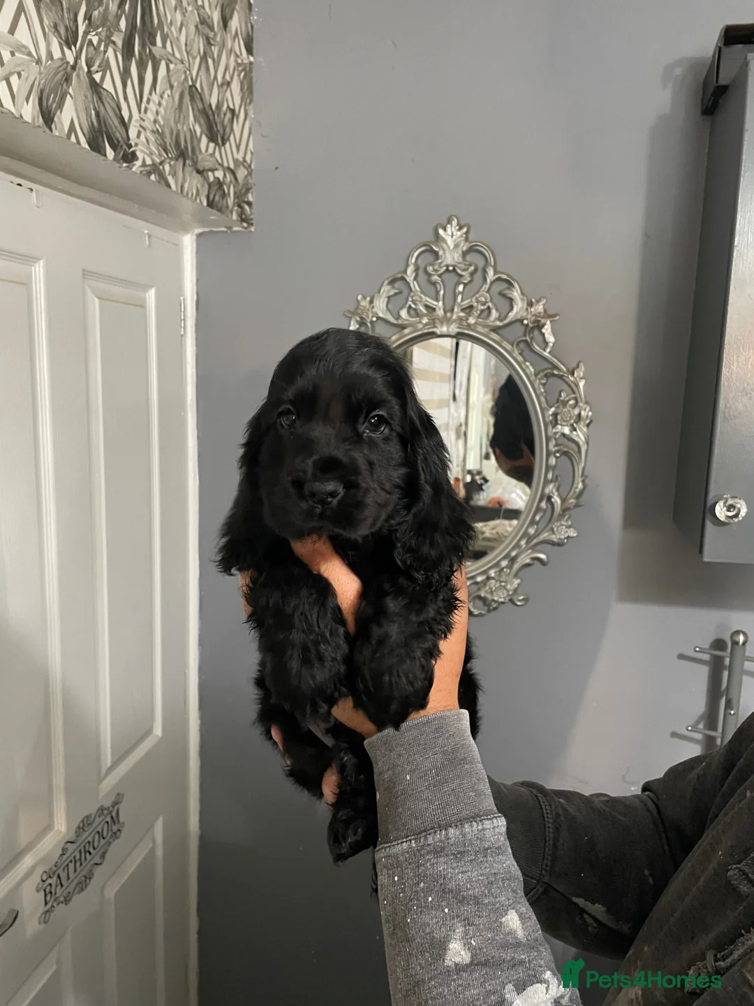 Cocker Spaniel dogs for sale: Stunning show cocker spaniel puppy’s  - Advert 1