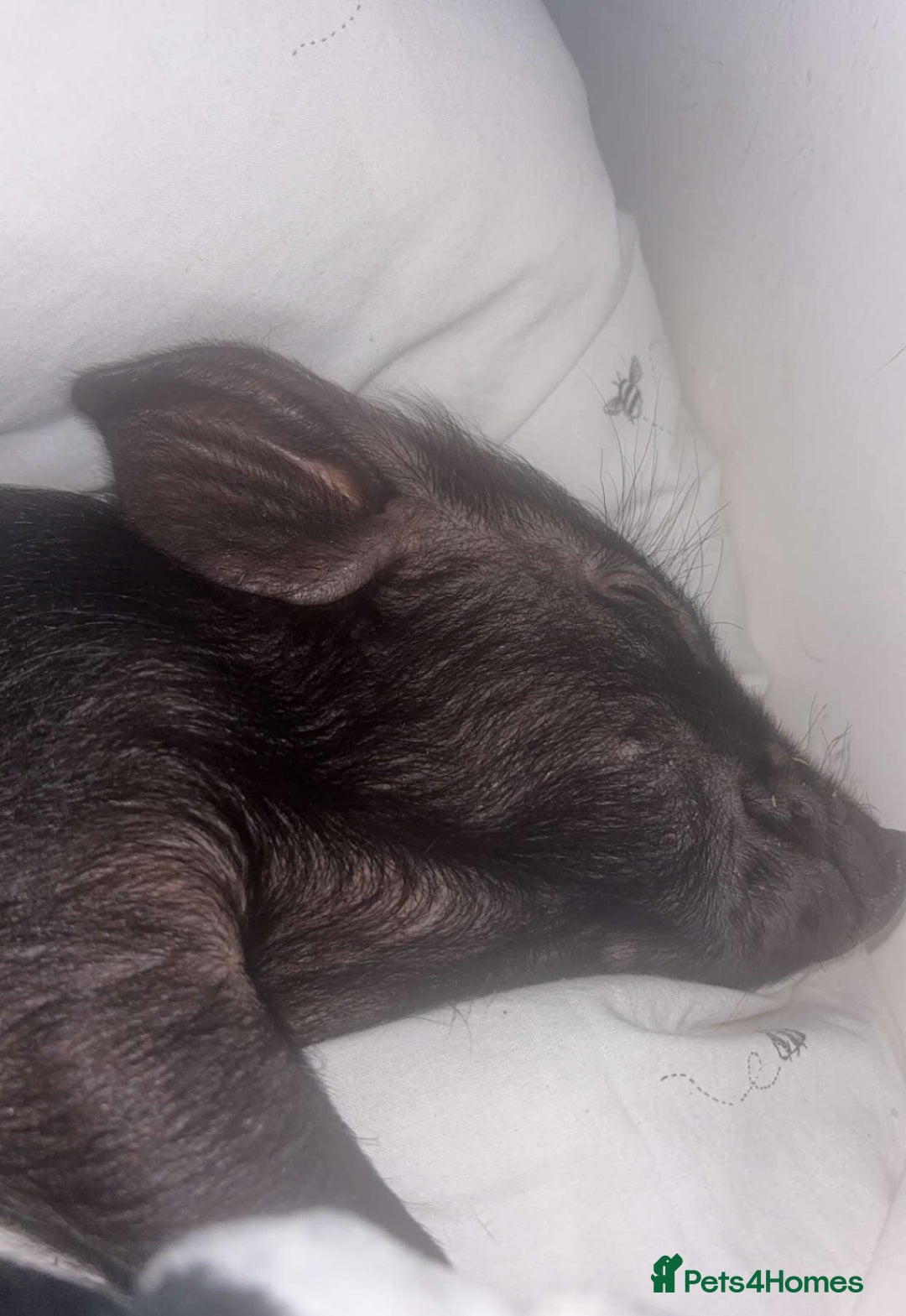 Pig livestock for sale: Mini pig - Image 1
