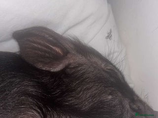 Pig livestock for sale - Advert 1