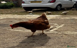 Chickens poultry for sale: Whole Laying Hen Flock for Sale, chicks, hens. - Image 18