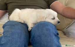 Golden Retriever dogs for sale: Fabulous golden retriever puppies  - Image 22