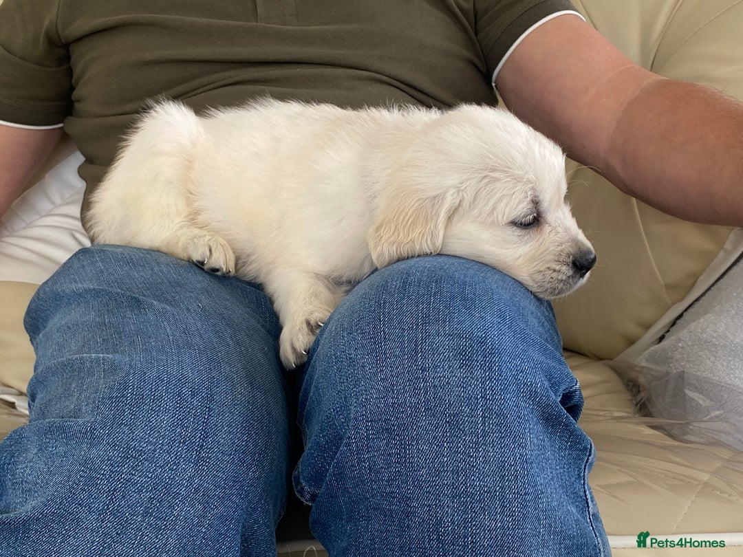 Golden Retriever dogs for sale: Fabulous golden retriever puppies  - Image 22