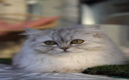 Scottish Fold cats for sale: Scottish Fold & British Longhair Cats for Rehome - Image 3