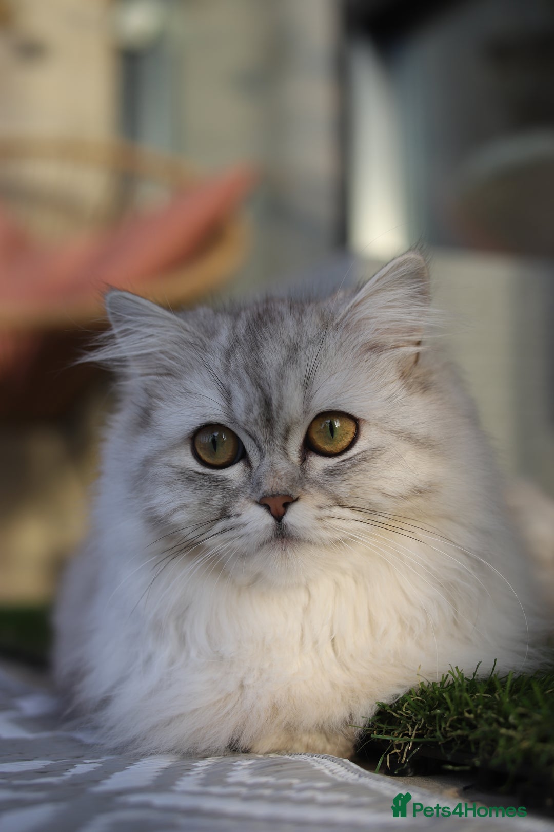 Scottish Fold cats for sale: Scottish Fold & British Longhair Cats for Rehome - Image 3