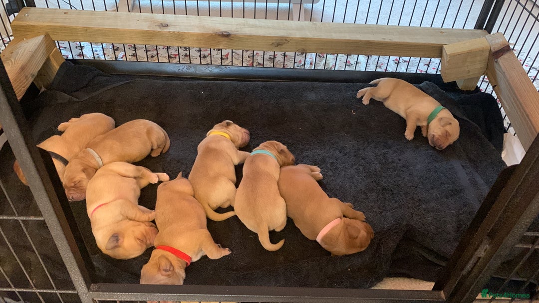 Labrador Retriever dogs for sale: ✨ Stunning 5 Male & 3 Female Fox Red Lab Puppies - Advert 6