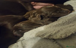Springador dogs for sale: Two springador puppies - Image 5