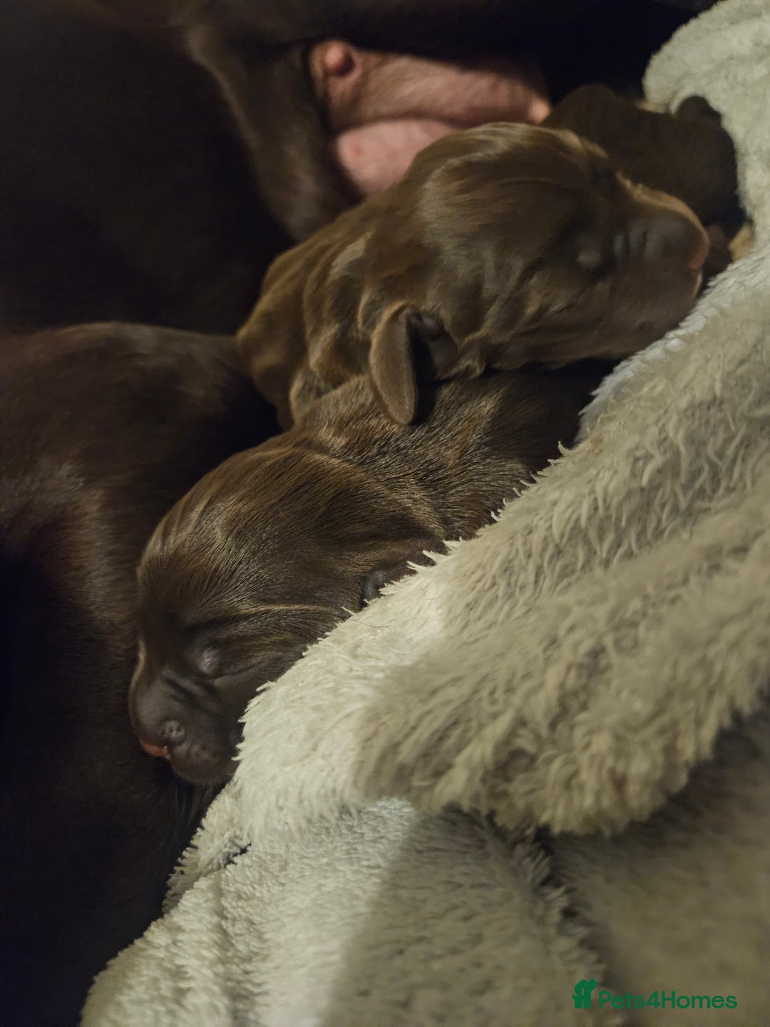 Springador dogs for sale: Two springador puppies - Image 5